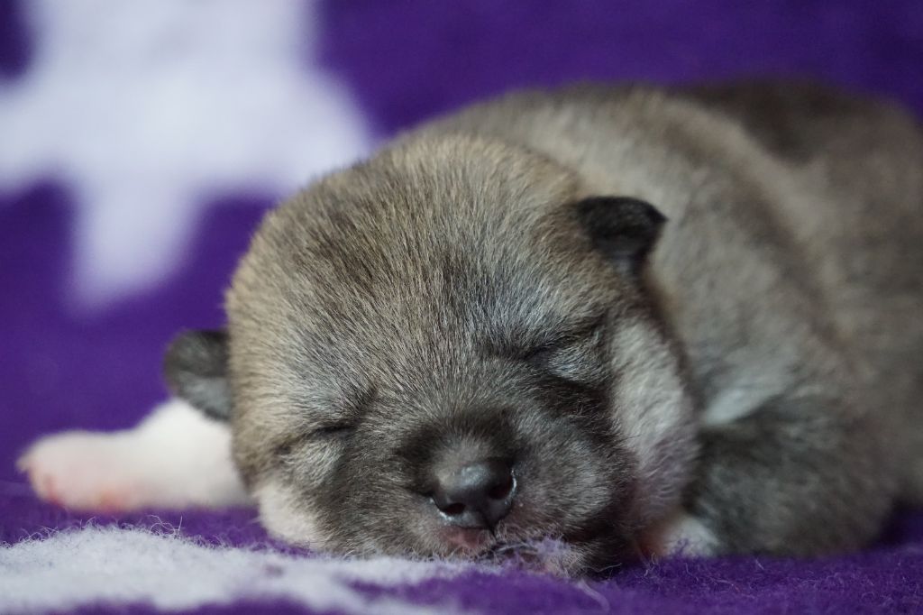 Des Etoiles Des Glaciers - Chiot disponible  - Siberian Husky