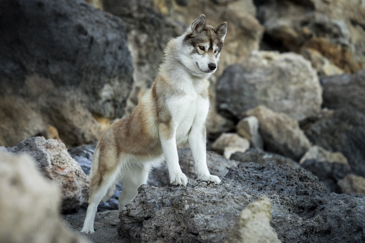 R'mione Des Etoiles Des Glaciers