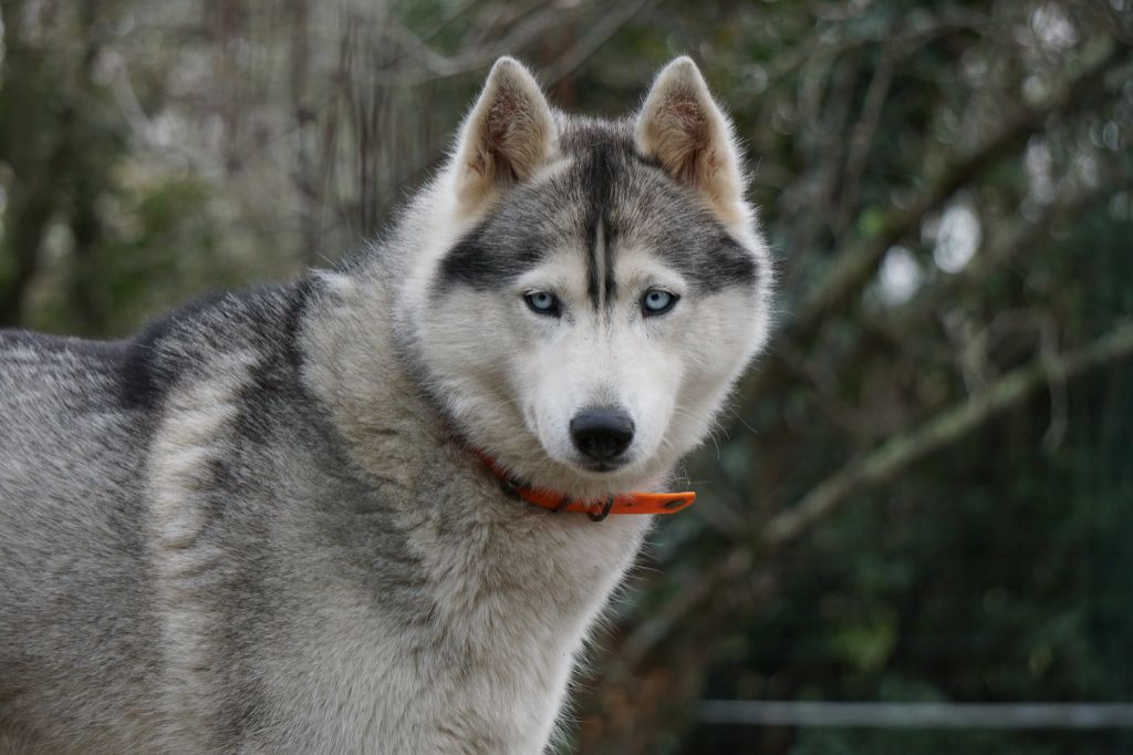 Maïa Des Loups Des Pyrenees