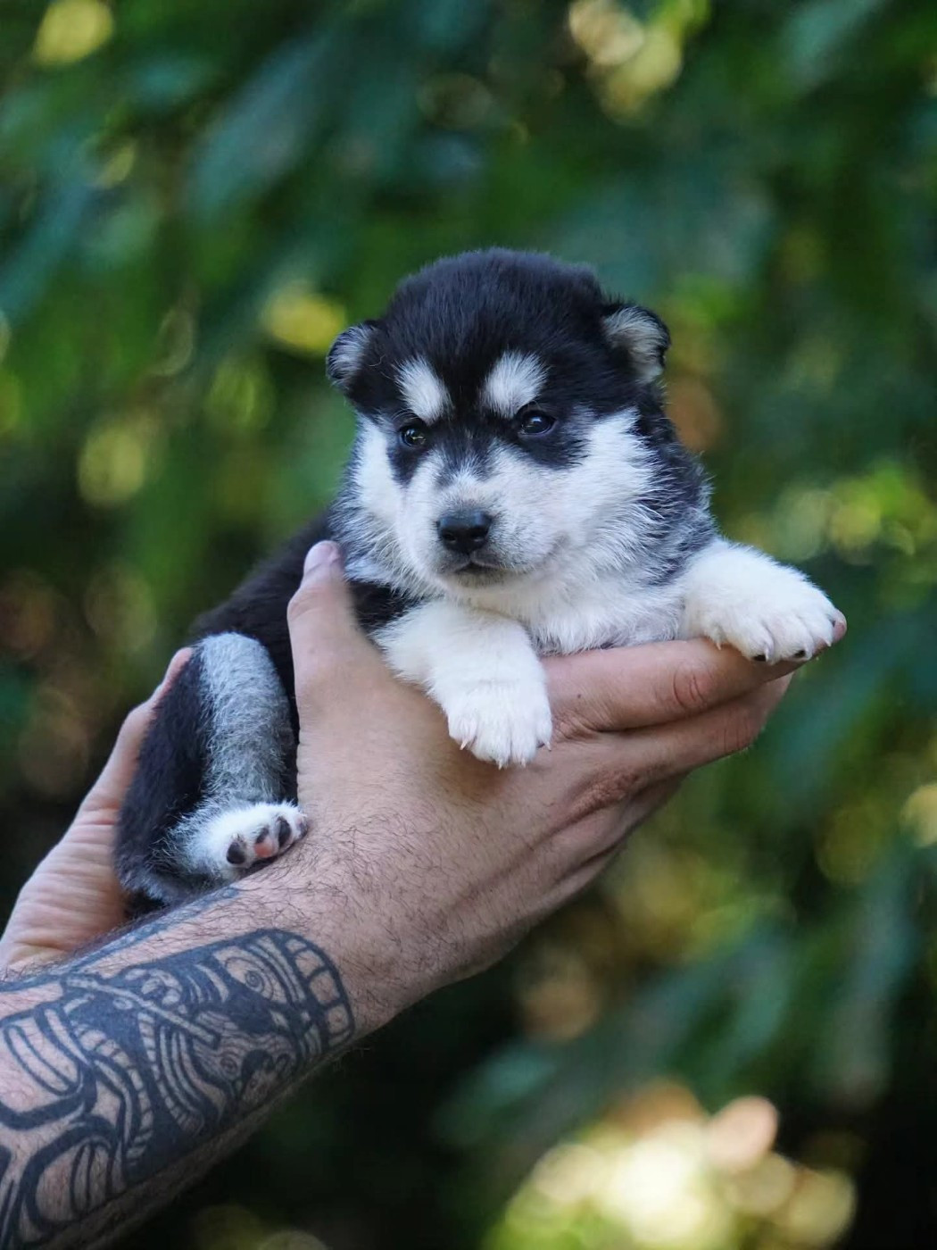 Des Etoiles Des Glaciers - Chiots disponibles - Siberian Husky