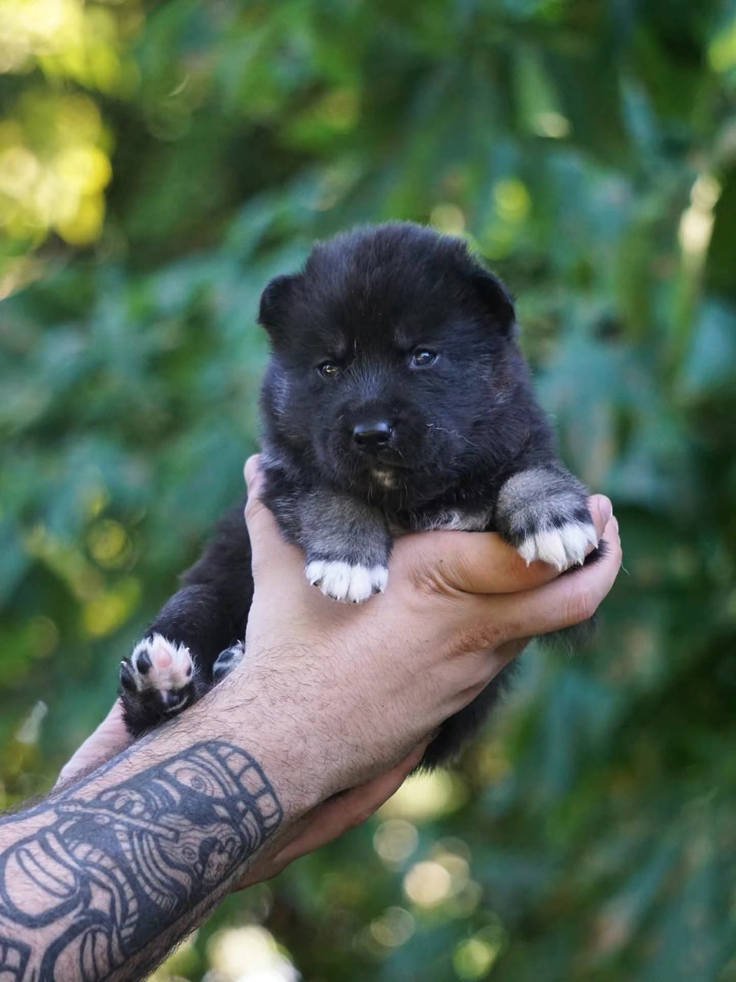 Des Etoiles Des Glaciers - Chiots disponibles - Siberian Husky