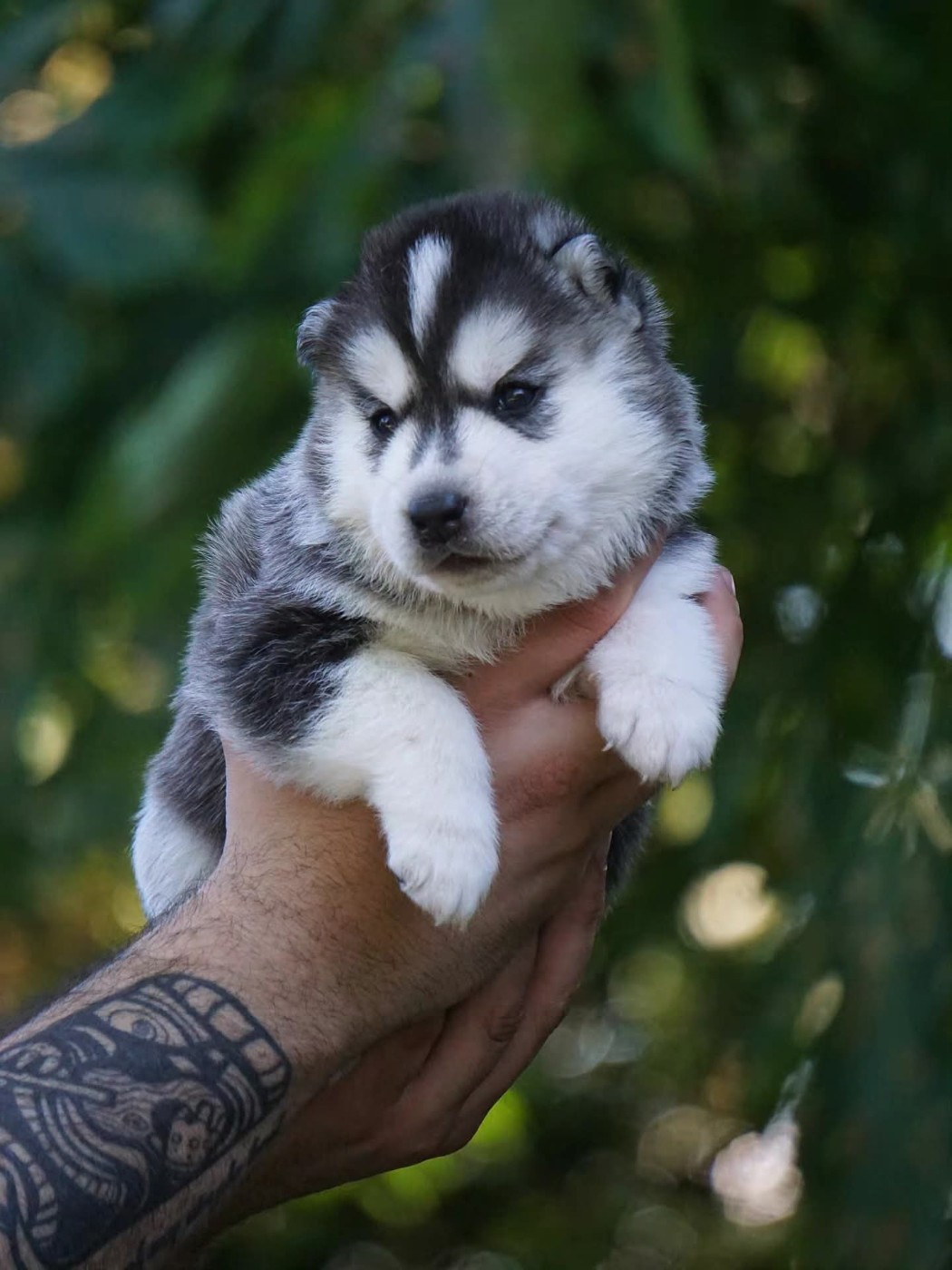Des Etoiles Des Glaciers - Chiots disponibles - Siberian Husky