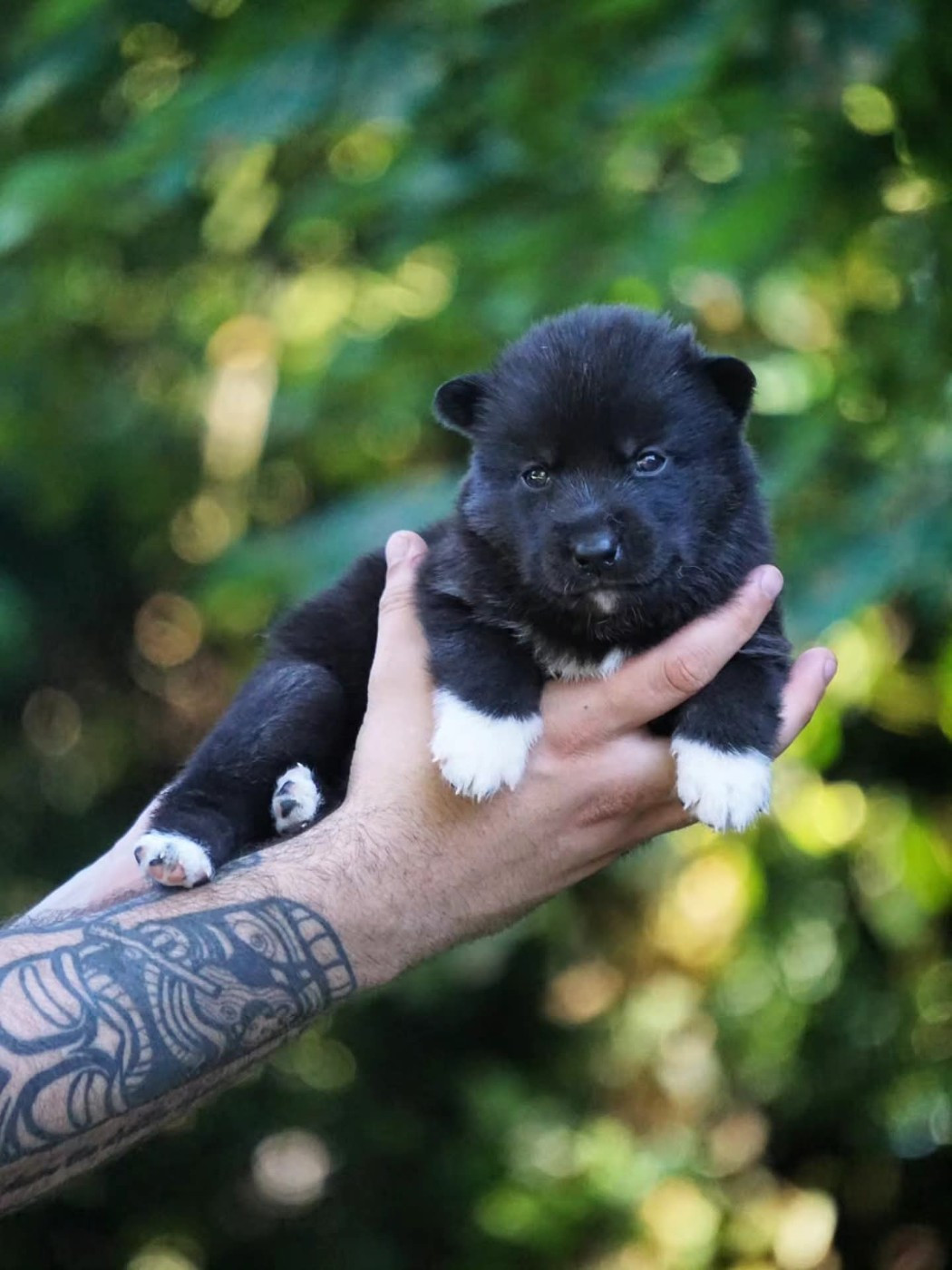 Des Etoiles Des Glaciers - Chiots disponibles - Siberian Husky
