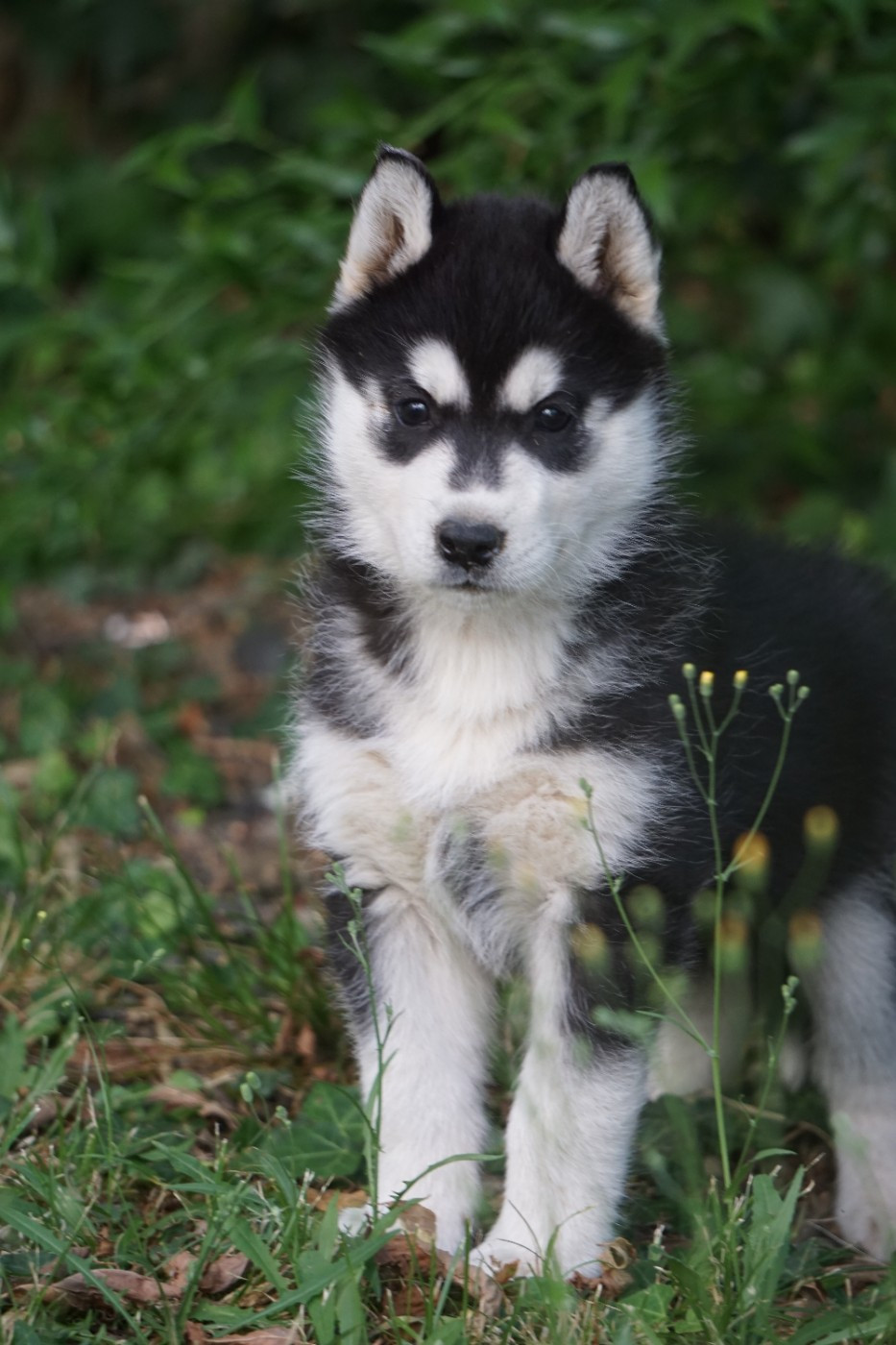 Des Etoiles Des Glaciers - Chiots disponibles - Siberian Husky