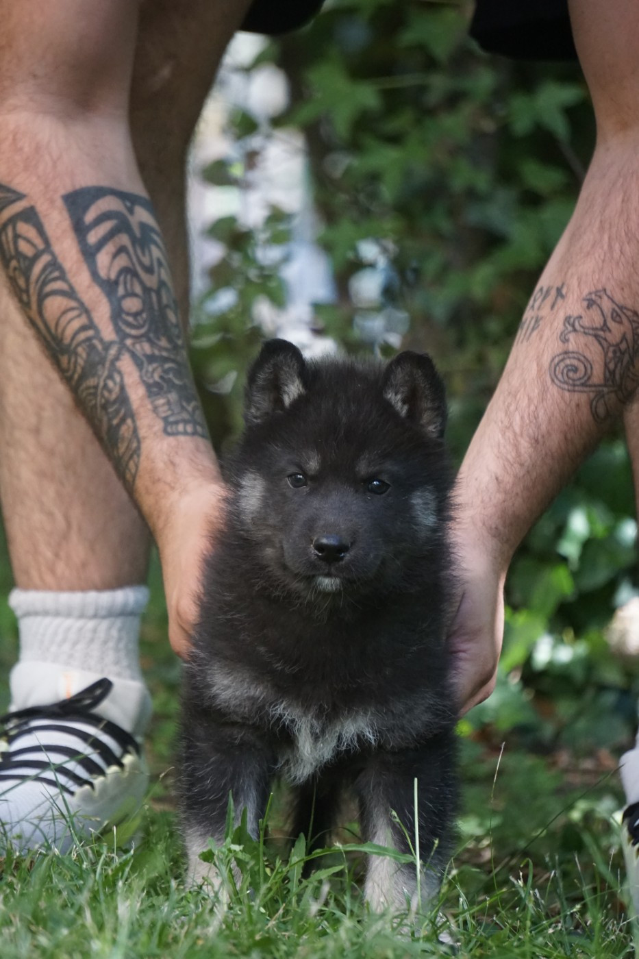 Des Etoiles Des Glaciers - Chiots disponibles - Siberian Husky