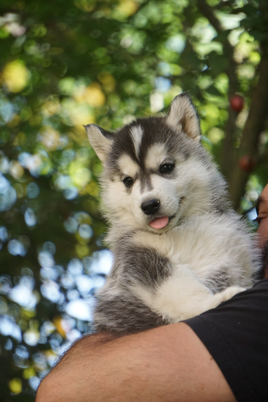 Des Etoiles Des Glaciers - Chiots disponibles - Siberian Husky