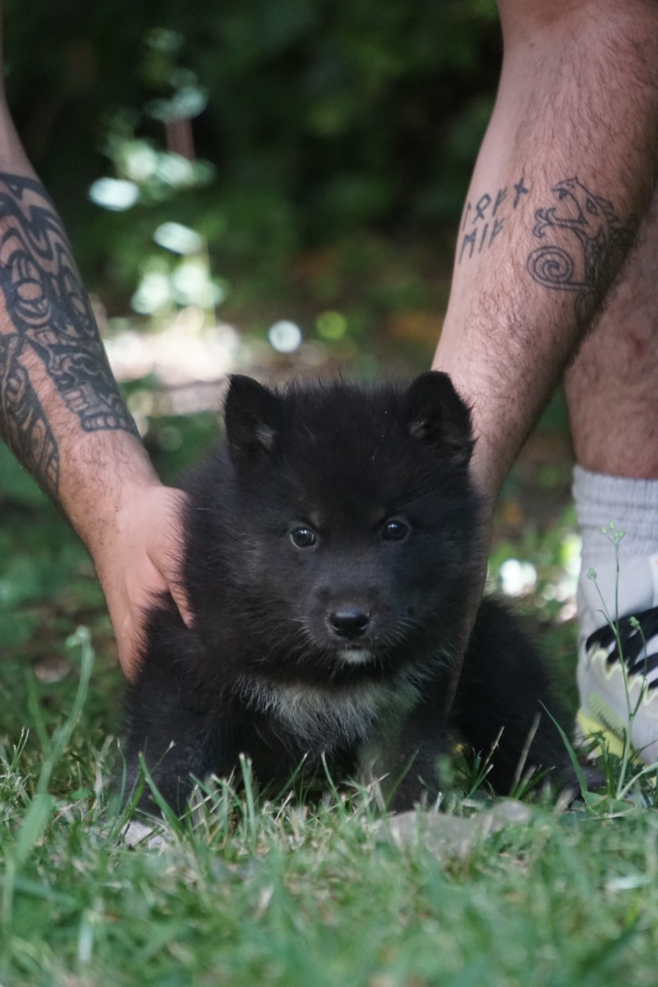 Des Etoiles Des Glaciers - Chiots disponibles - Siberian Husky