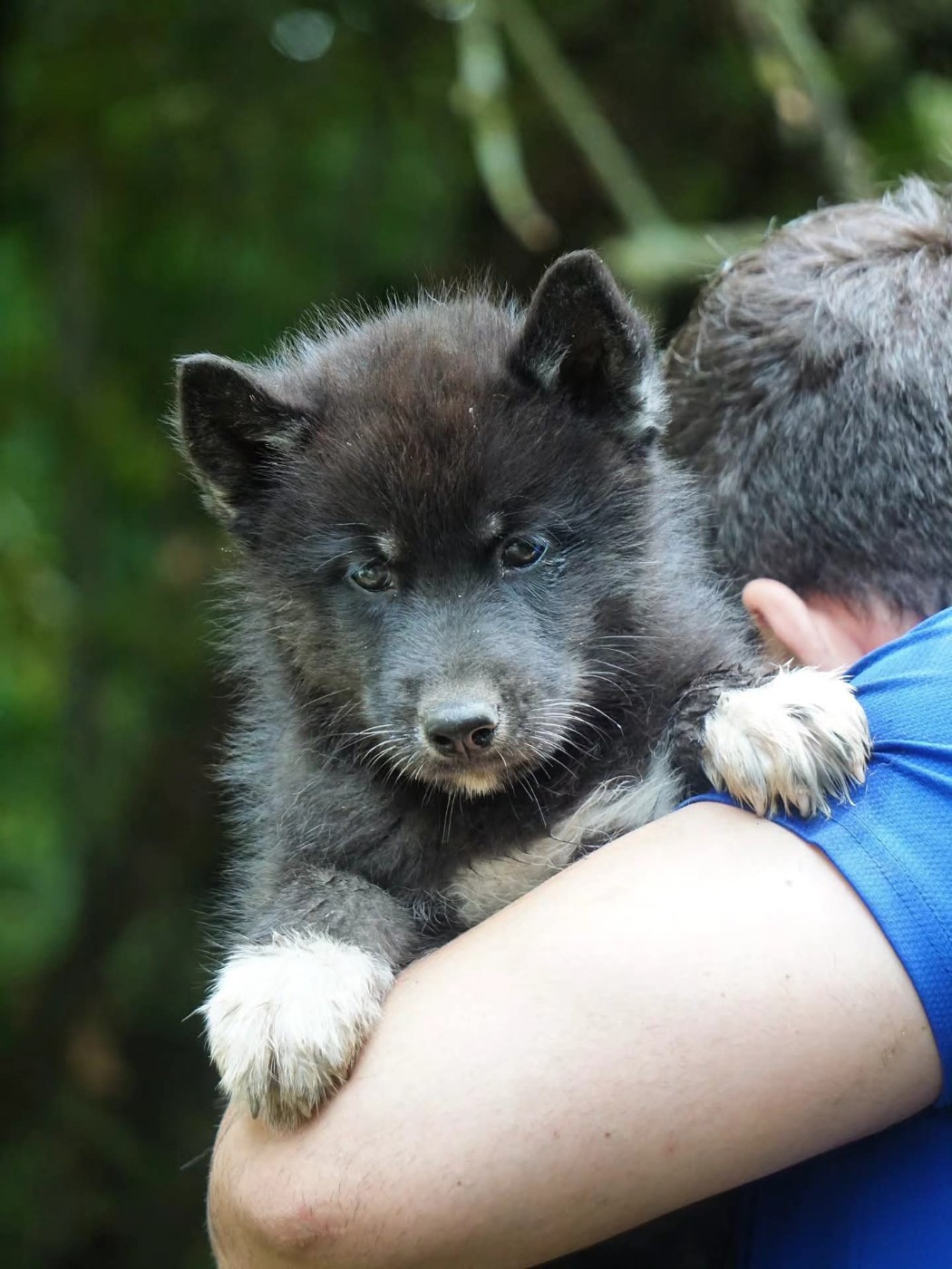 Des Etoiles Des Glaciers - Chiots disponibles - Siberian Husky