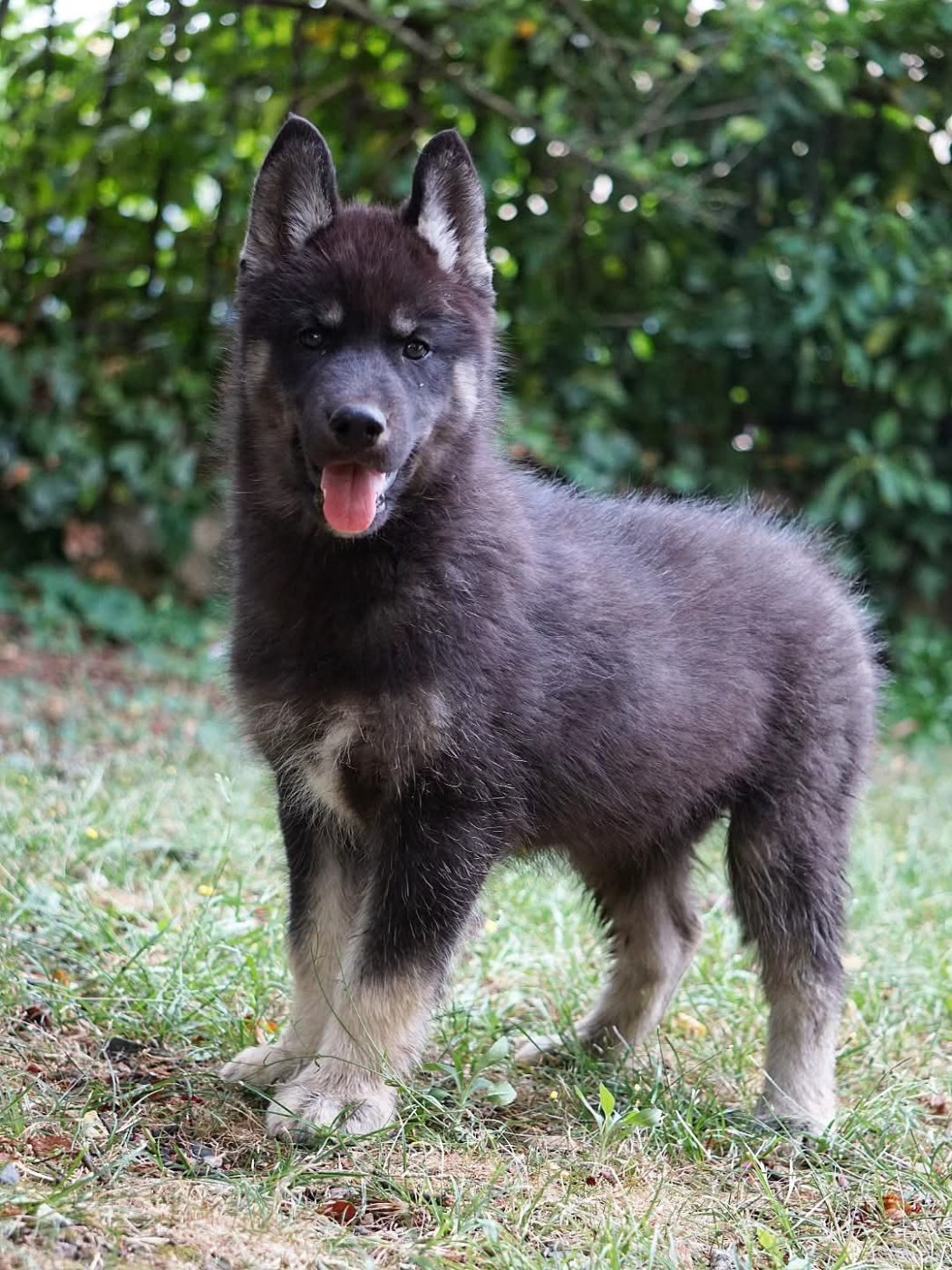 Des Etoiles Des Glaciers - Chiots disponibles - Siberian Husky