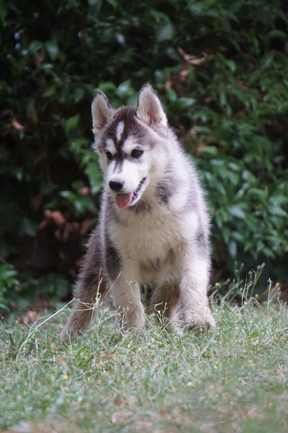 Des Etoiles Des Glaciers - Chiots disponibles - Siberian Husky
