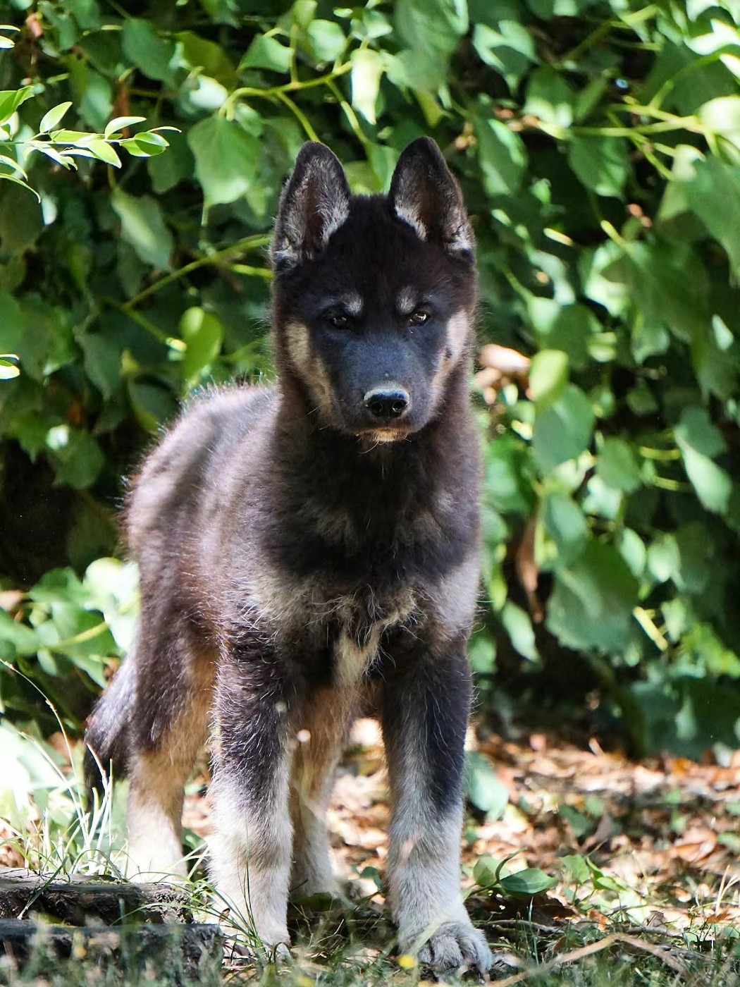 Des Etoiles Des Glaciers - Chiots disponibles - Siberian Husky