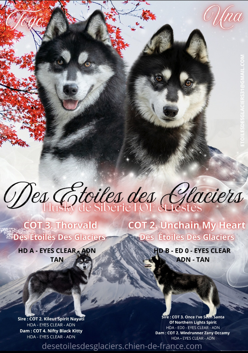 Des Etoiles Des Glaciers - Siberian Husky - Portée née le 04/05/2026