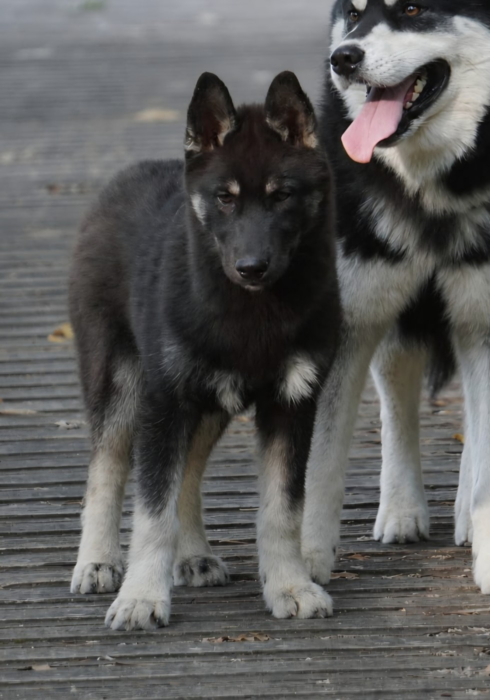Des Etoiles Des Glaciers - Chiots disponibles - Siberian Husky