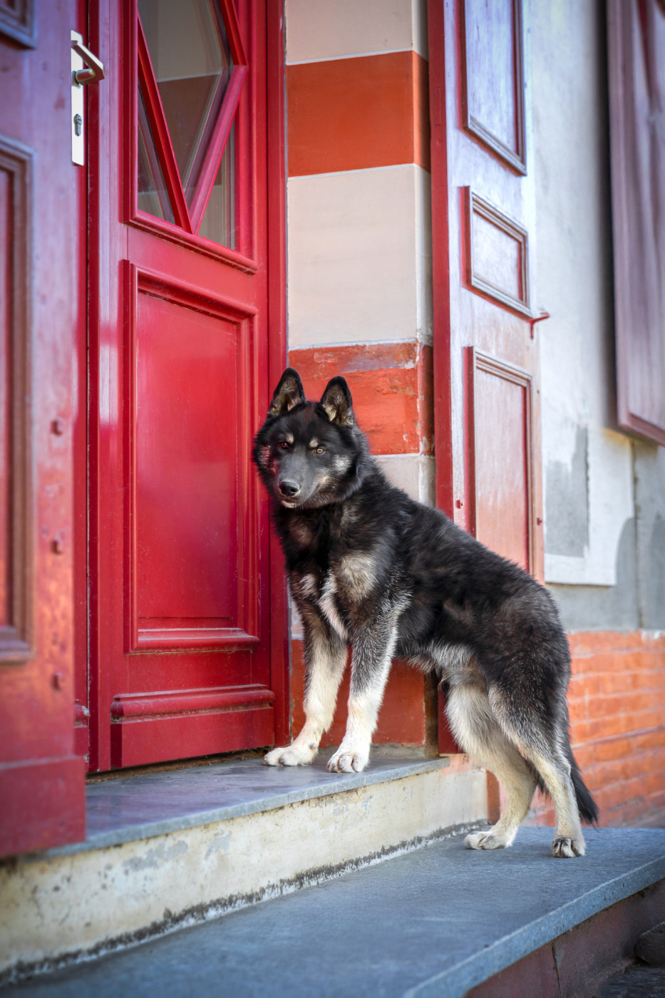 Des Etoiles Des Glaciers - Chiots disponibles - Siberian Husky
