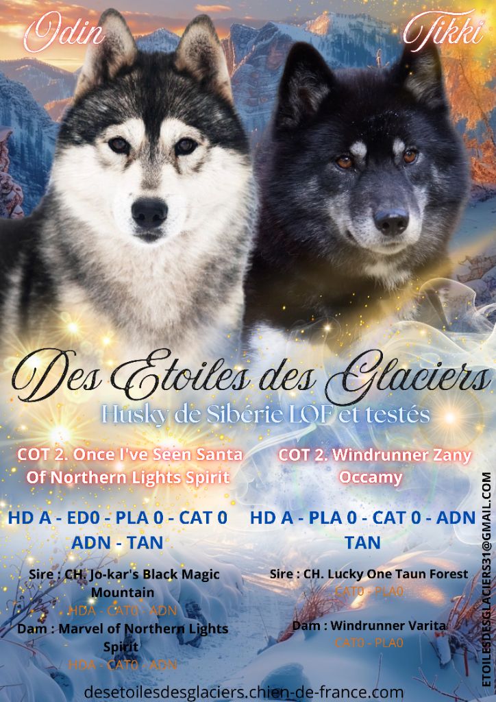 Des Etoiles Des Glaciers - Siberian Husky - Portée née le 09/10/2023