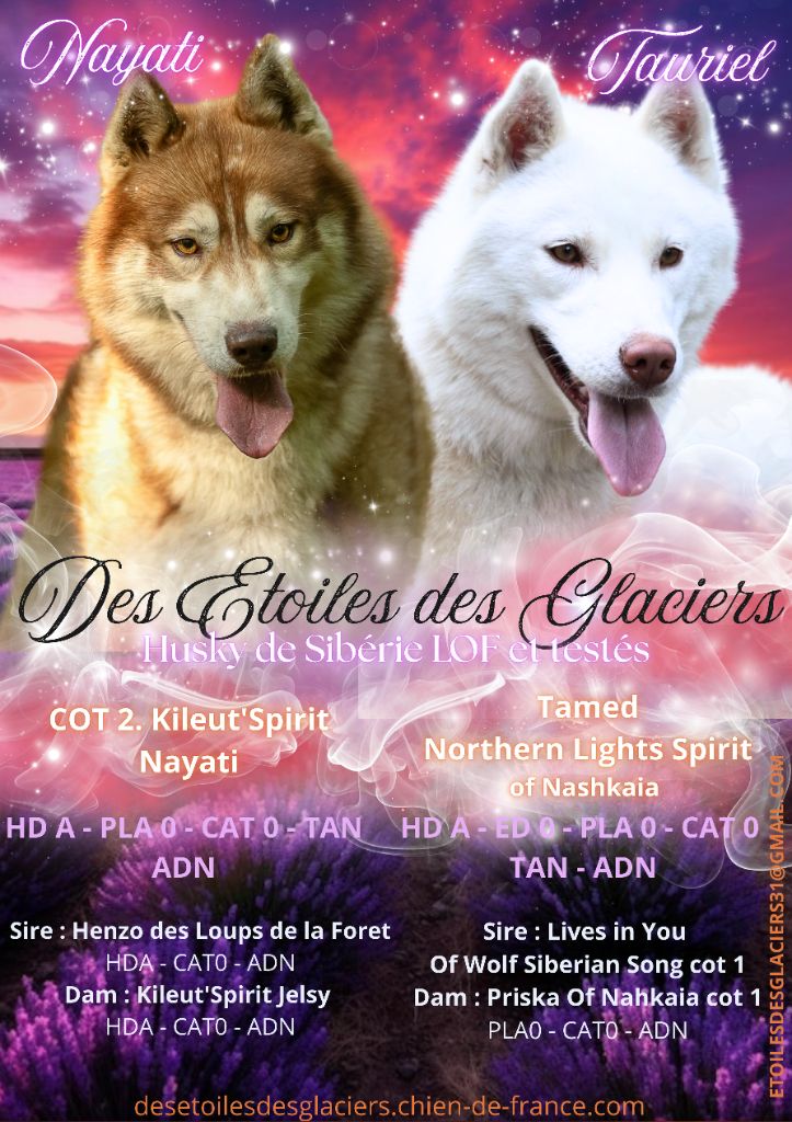 Des Etoiles Des Glaciers - Siberian Husky - Portée née le 07/05/2024