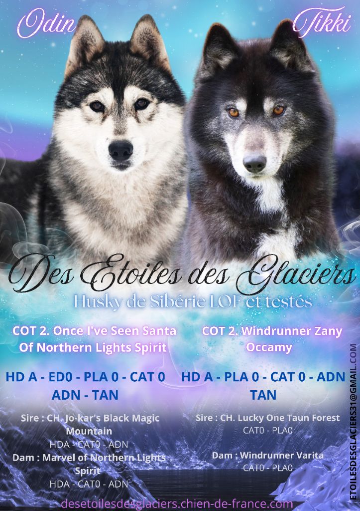 Des Etoiles Des Glaciers - Siberian Husky - Portée née le 23/10/2024