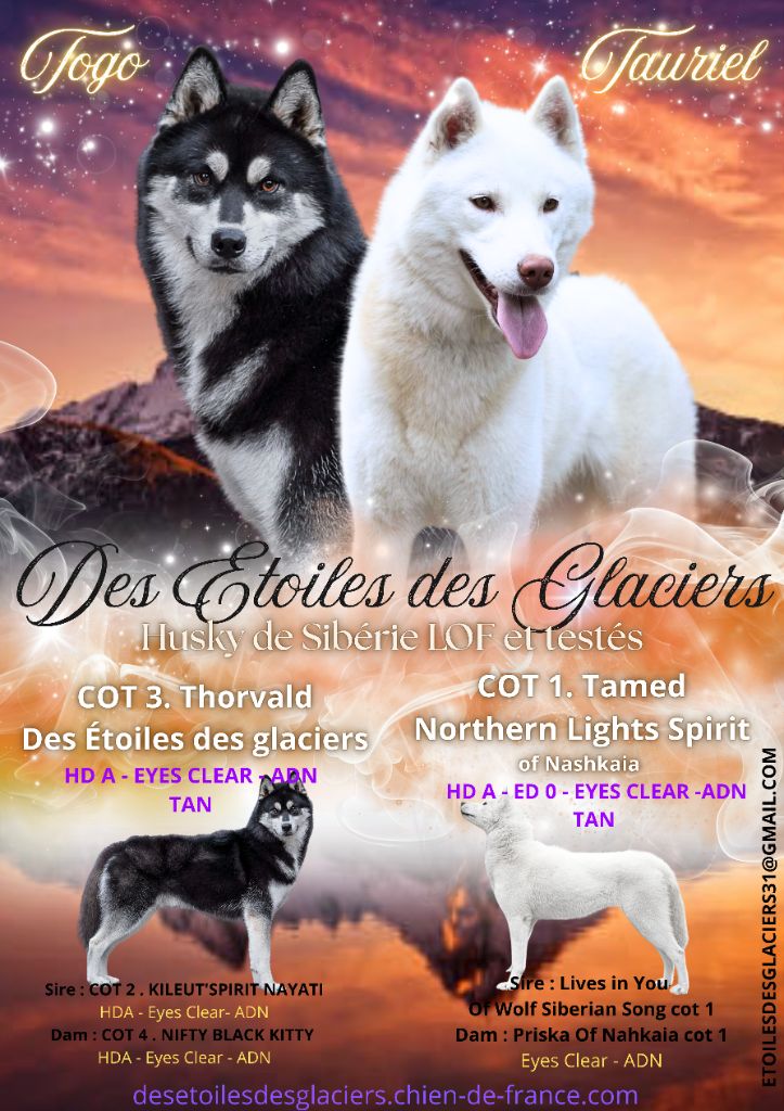 Des Etoiles Des Glaciers - Siberian Husky - Portée née le 10/11/2025