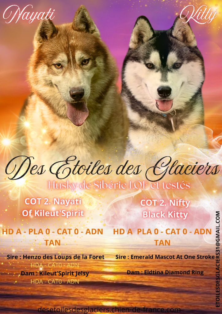 Des Etoiles Des Glaciers - Siberian Husky - Portée née le 12/12/2022