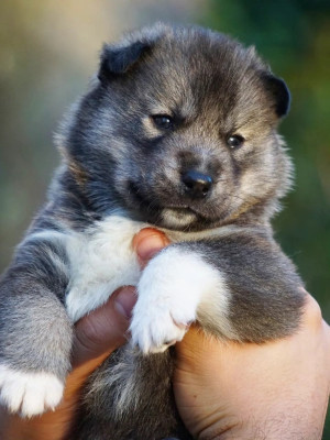 American Horror Story